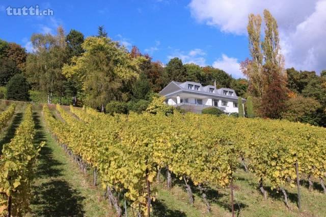 Surplombant les vignes et le Léman