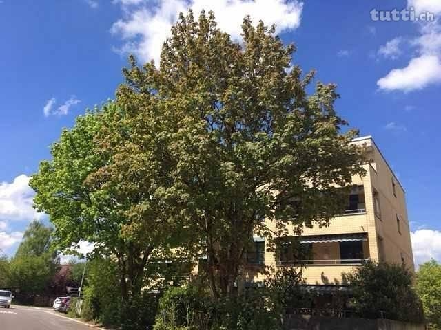 4 1/2 Zimmer-Wohnung mit Blick in die Blätter