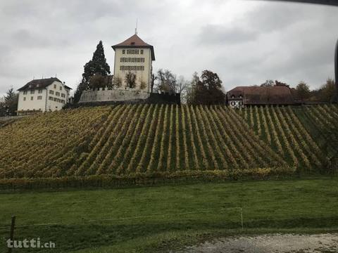 WG - Zimmer zu Vermieten